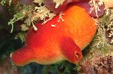 2009-09-08 13-31-30Li
